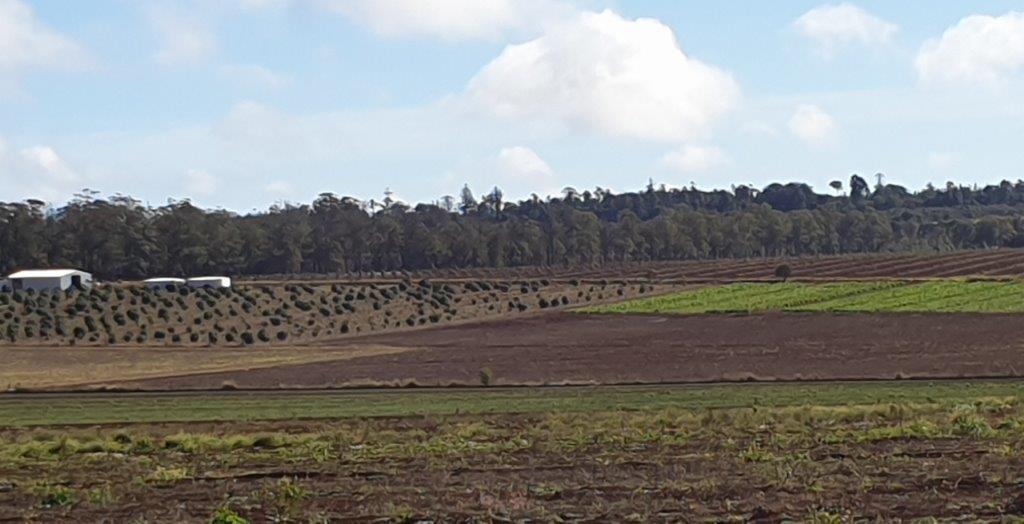 Farm