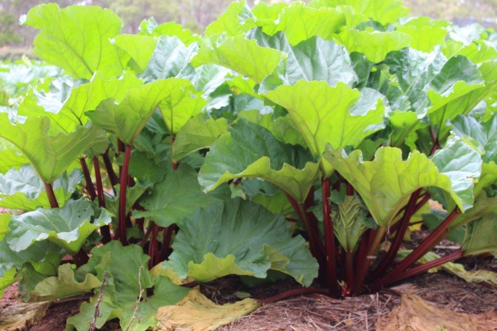 Healthy Plants