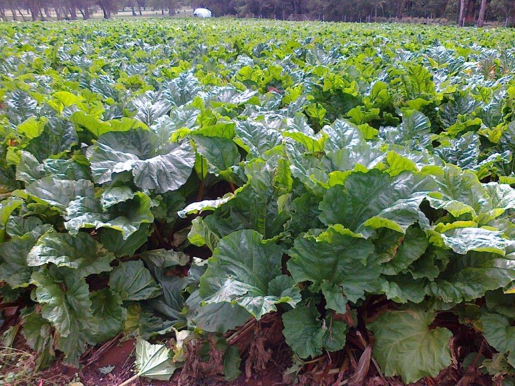 Farm
